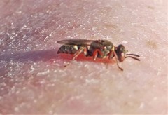 Sericophorus