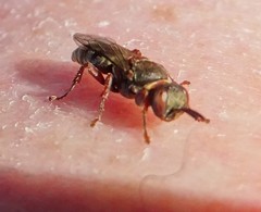 Sericophorus