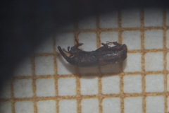 Sitophilus oryzae