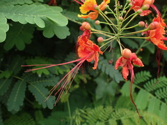 Caesalpinia pulcherrima