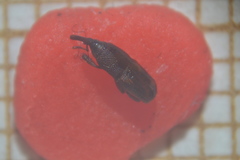 Sitophilus oryzae