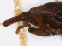 Sitophilus oryzae