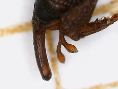 Sitophilus oryzae