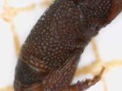 Sitophilus oryzae