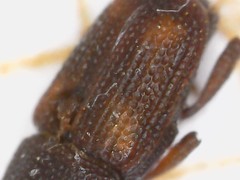 Sitophilus oryzae