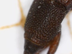 Sitophilus oryzae