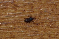 Sitophilus oryzae