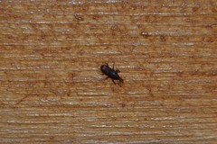 Sitophilus oryzae