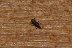 Sitophilus oryzae