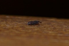 Sitophilus oryzae