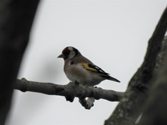 Carduelis carduelis