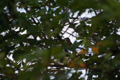 Phoenicurus phoenicurus