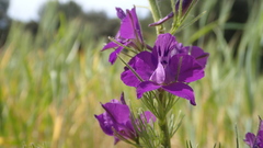 Consolida orientalis