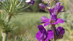 Consolida orientalis