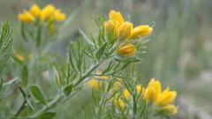 Genista hispanica