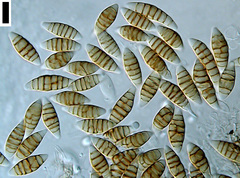 Amarenographium metableticum