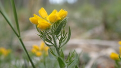 Genista hispanica