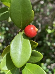 Eugenia reinwardtiana