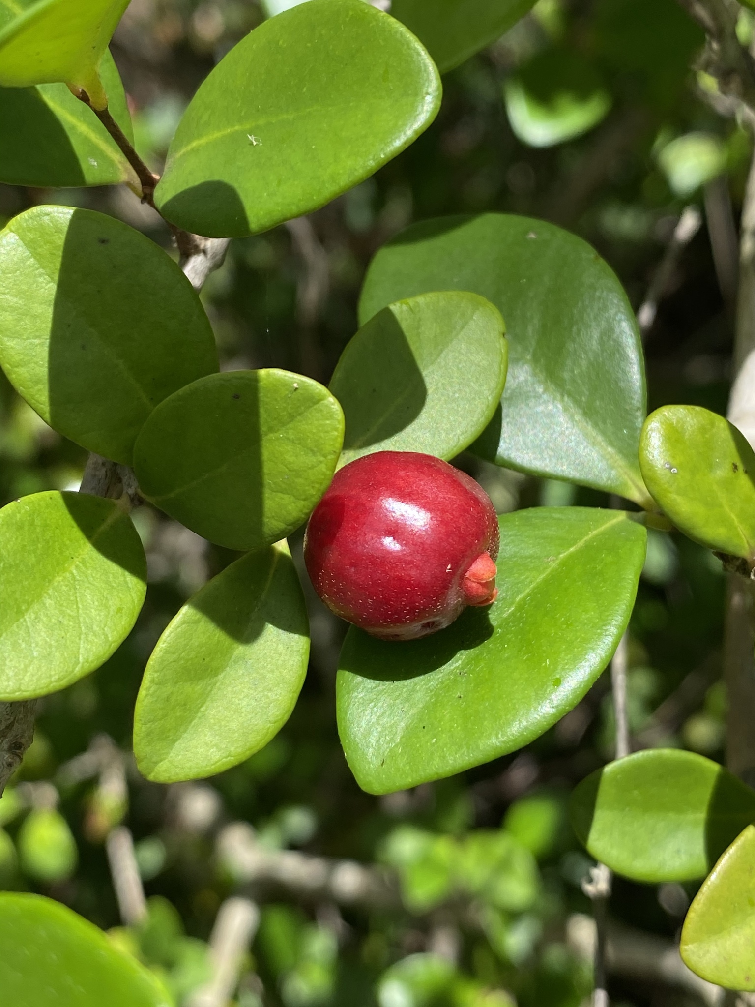 Eugenia reinwardtiana