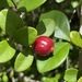 Cedar Bay Cherry - Photo (c) ryanthughes, some rights reserved (CC BY-NC)