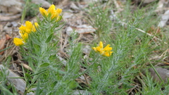 Genista hispanica
