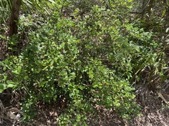 Eugenia reinwardtiana