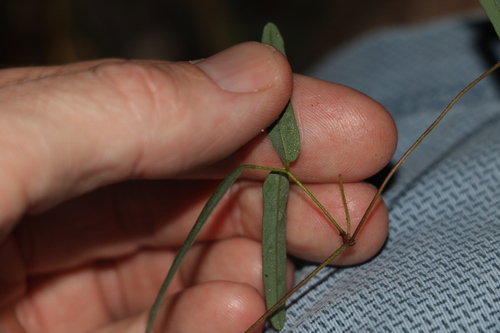 Image of Galactia tenuiflora by (c) Greg Tasney, some rights reserved (CC BY-SA)