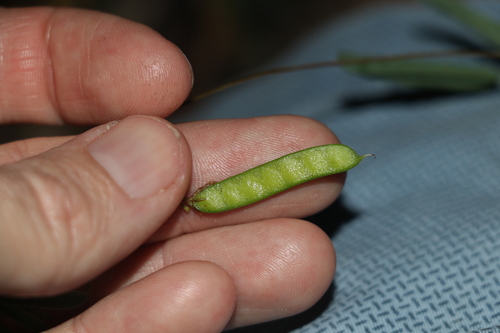 Image of Galactia tenuiflora by (c) Greg Tasney, some rights reserved (CC BY-SA)
