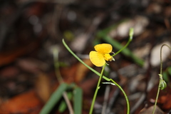 Zornia dyctiocarpa