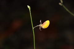 Zornia dyctiocarpa