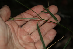 Zornia dyctiocarpa