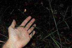 Zornia dyctiocarpa