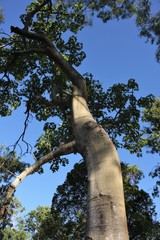 Brachychiton australis