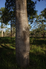 Brachychiton australis