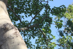 Brachychiton australis