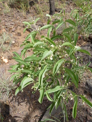 Image of Psorospermum glaberrimum