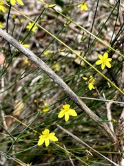 Tricoryne tenella