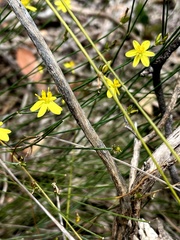 Tricoryne tenella
