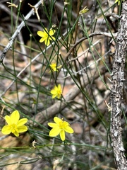 Tricoryne tenella