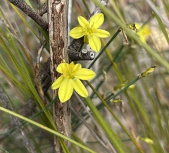 Tricoryne tenella