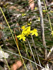 Tricoryne tenella