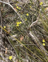 Tricoryne tenella
