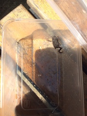 Duttaphrynus melanostictus