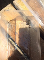 Duttaphrynus melanostictus