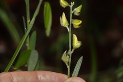 Crotalaria brevis