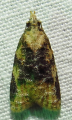 Platynota exasperatana