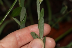 Crotalaria brevis