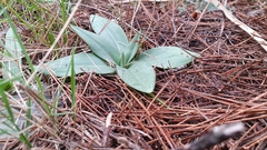 Ophrys sphegodes massiliensis