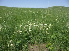 Lathyrus pallescens