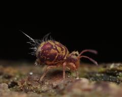 Dicyrtomina ornata